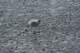 dsc02033_small.jpg
