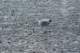 dsc02034_small.jpg