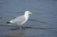 dsc02037_small.jpg