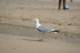 dsc02070_small.jpg