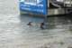 dsc02137_small.jpg